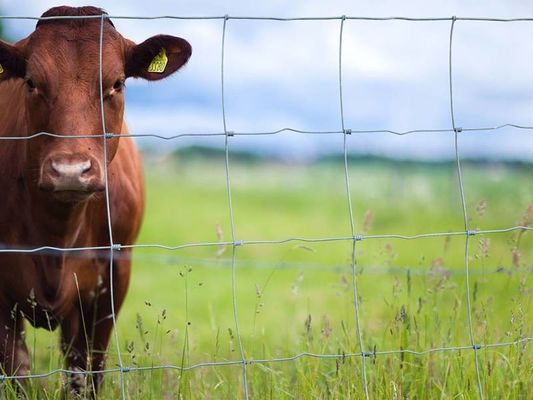 Cao 1,7m Metal Cattle hàng rào Độ bền cao nhựa PVC phủ