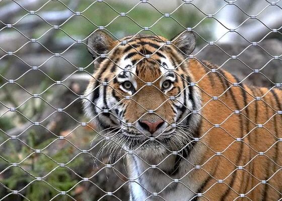 Stainless Steel Rope Mesh Zoo hàng rào an toàn cao và đẹp mắt